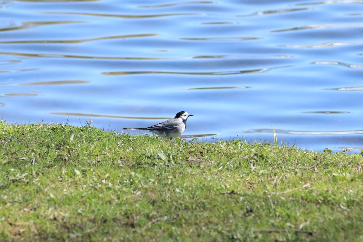 White Wagtail - ML638763599