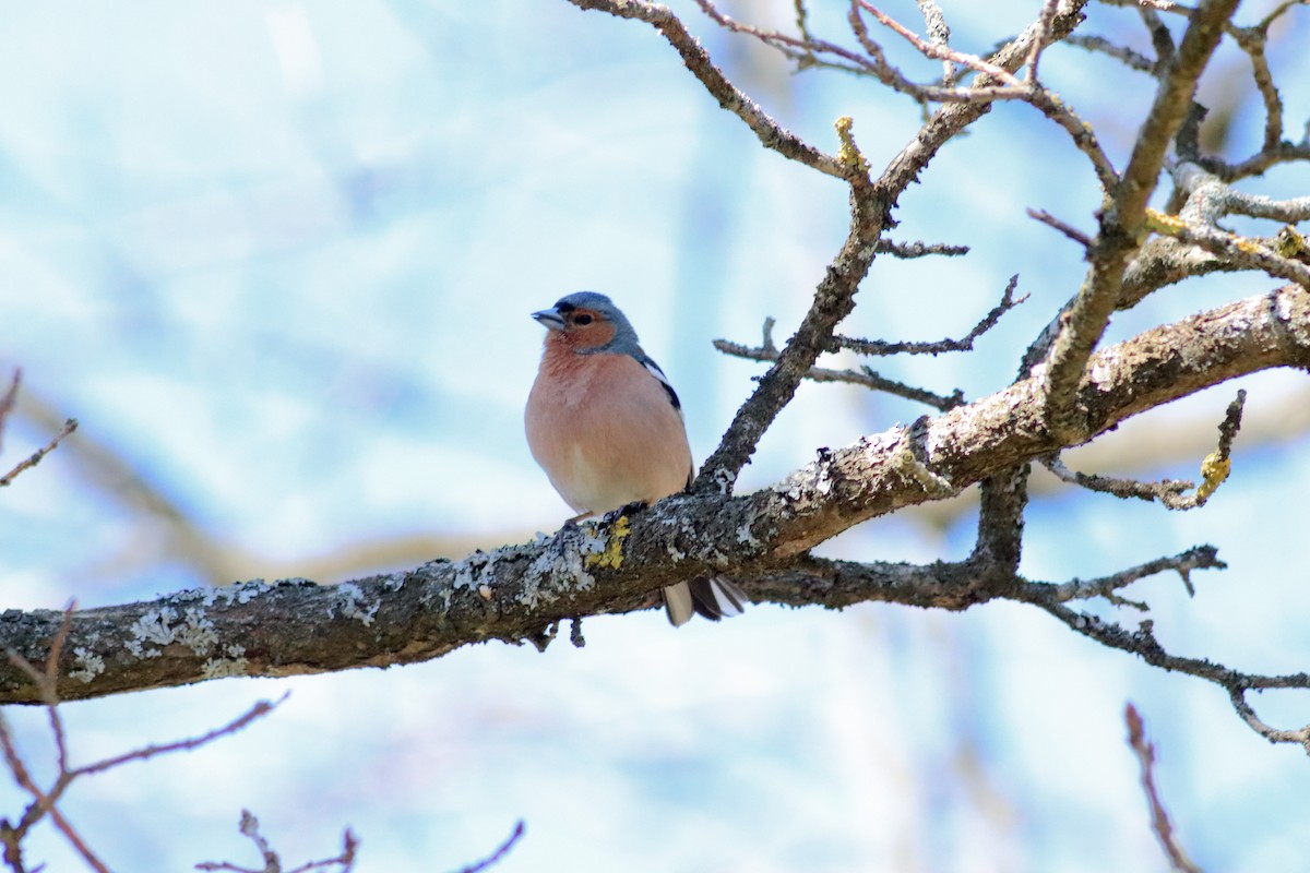 Common Chaffinch - ML638763604