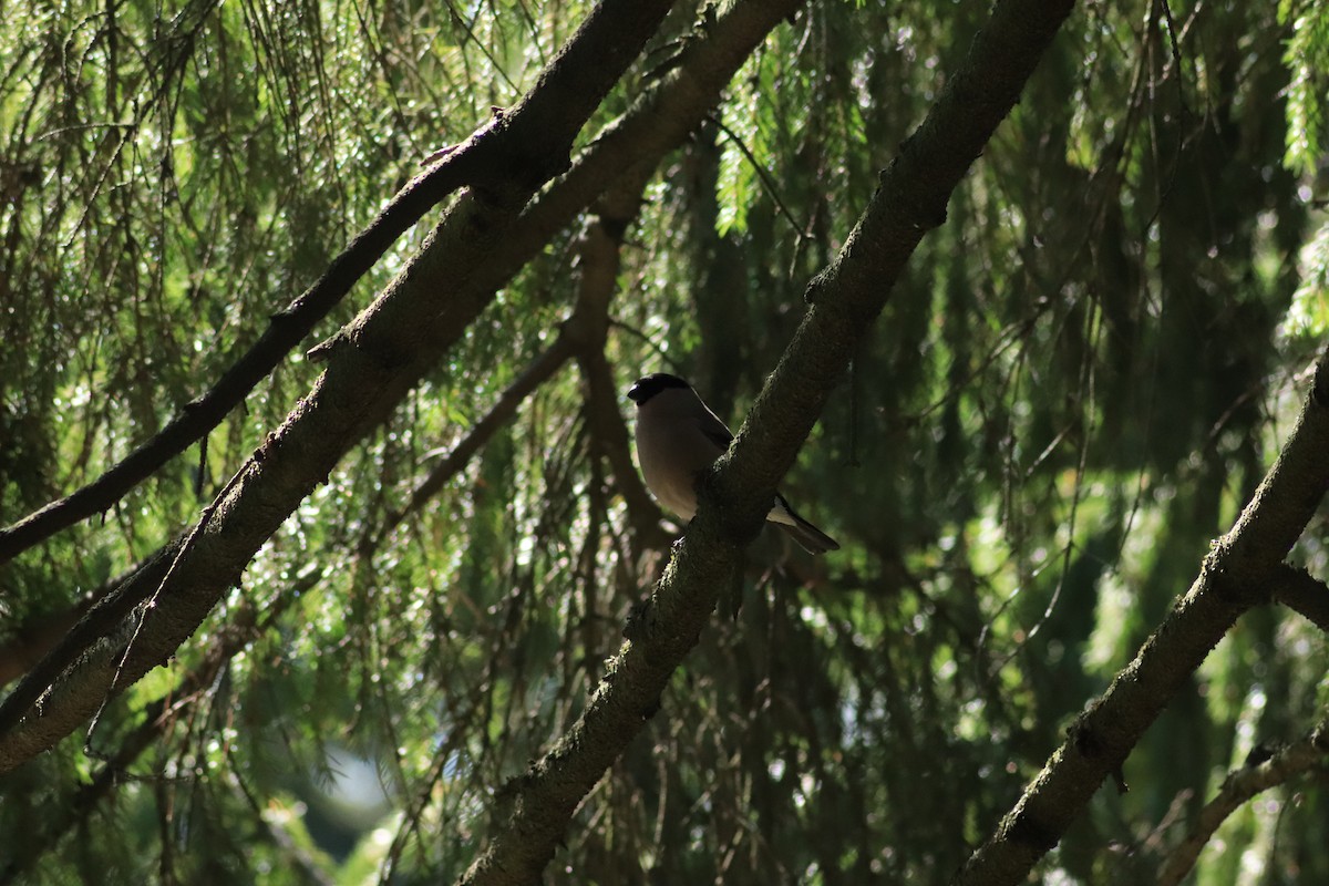 Eurasian Bullfinch - ML638763613