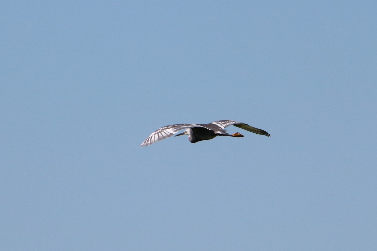 Little Egret x Western Reef-Heron (hybrid) - ML638763627