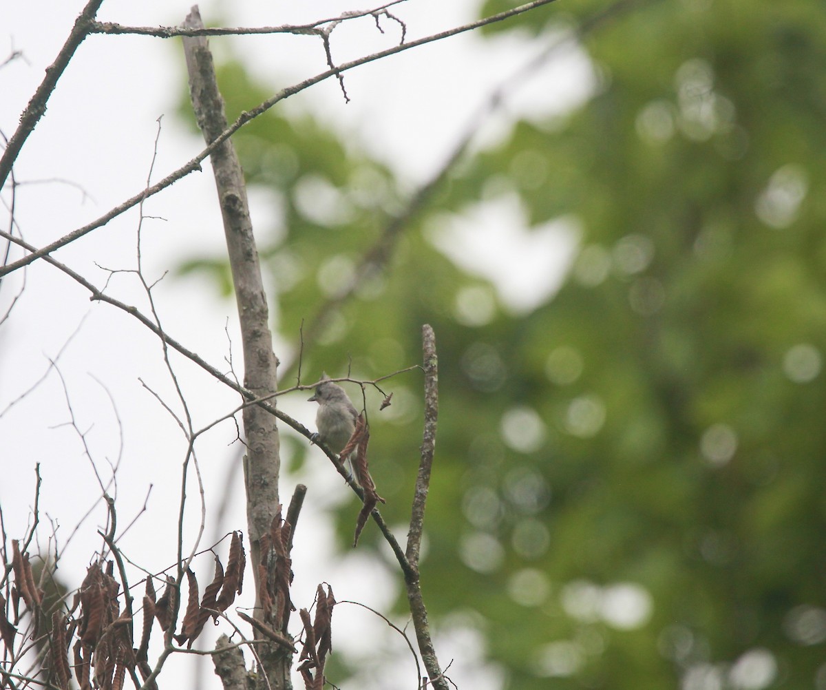 Tufted Titmouse - ML638763632