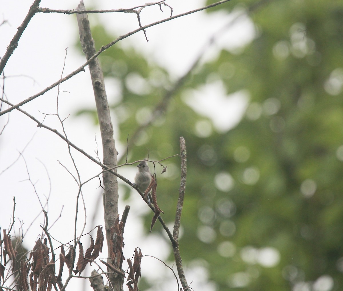 Tufted Titmouse - ML638763633