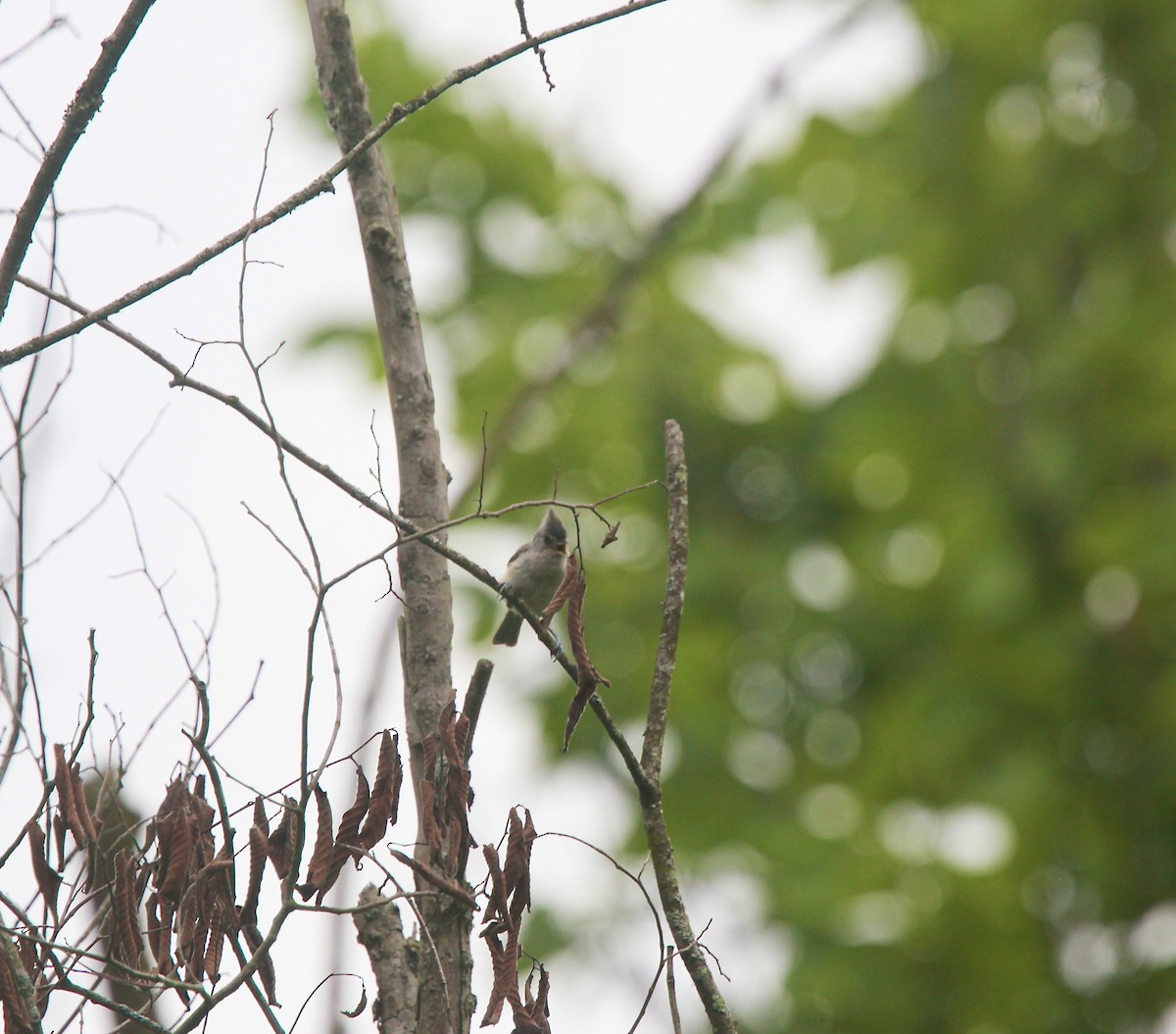 Tufted Titmouse - ML638763634
