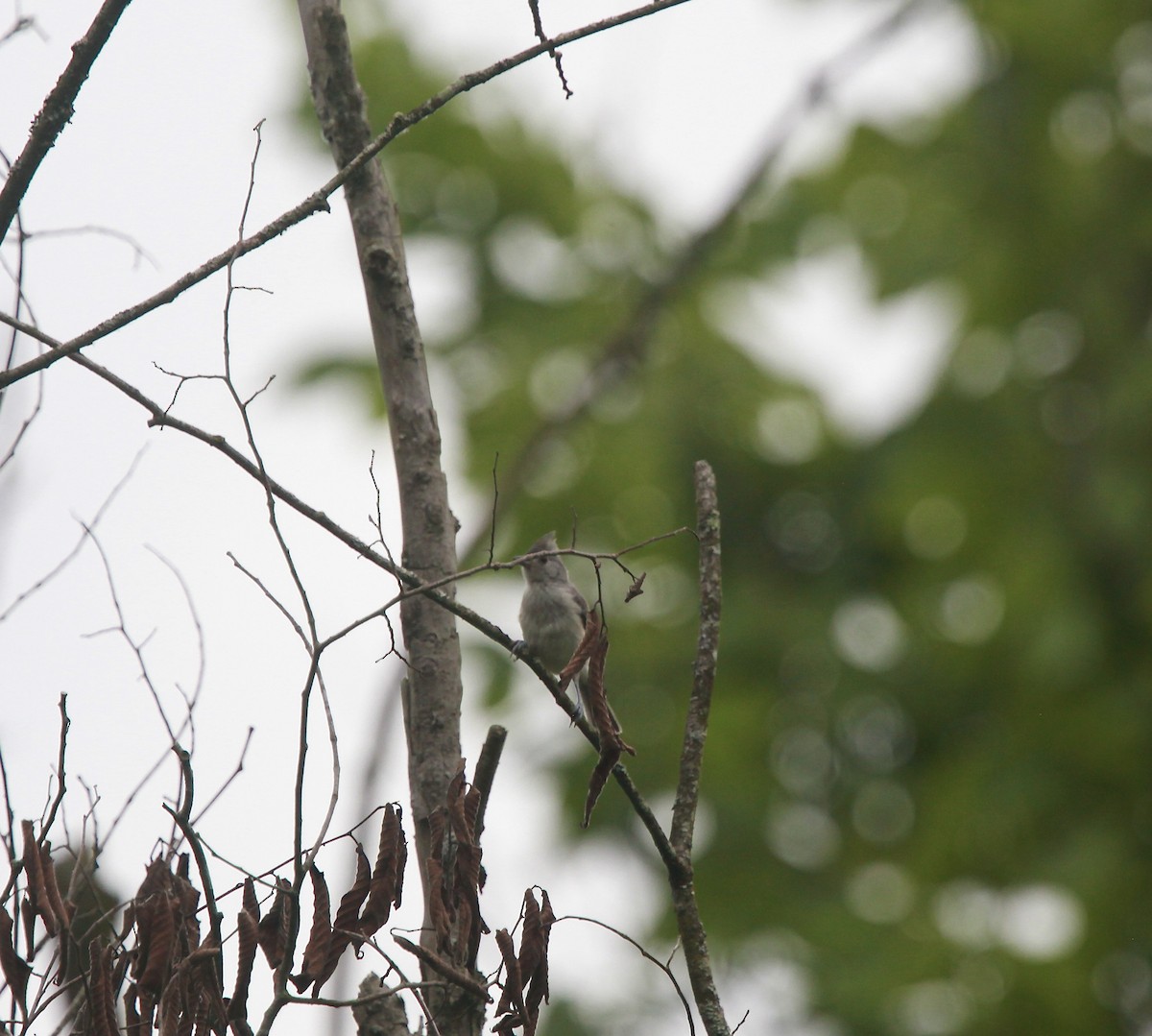 Tufted Titmouse - ML638763635