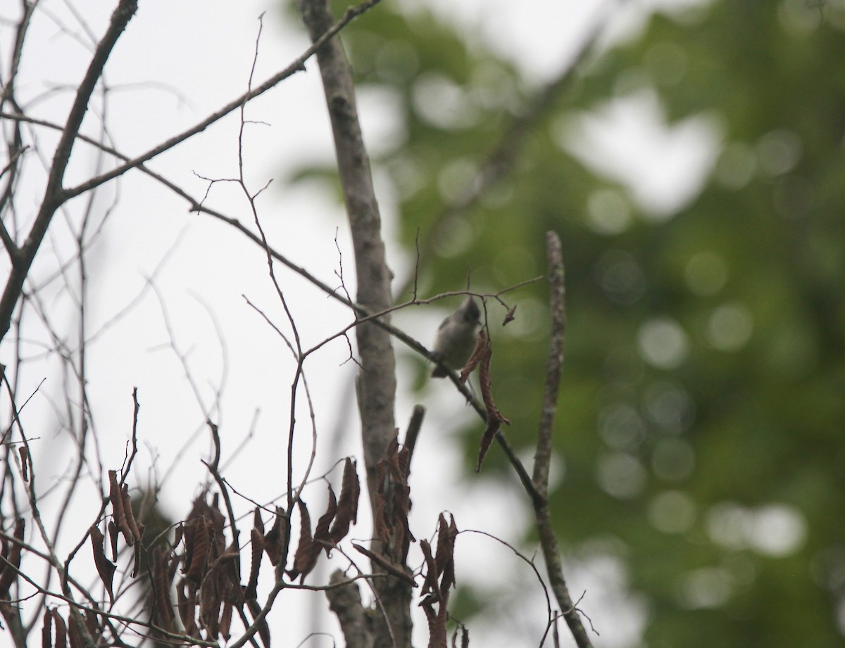 Tufted Titmouse - ML638763636