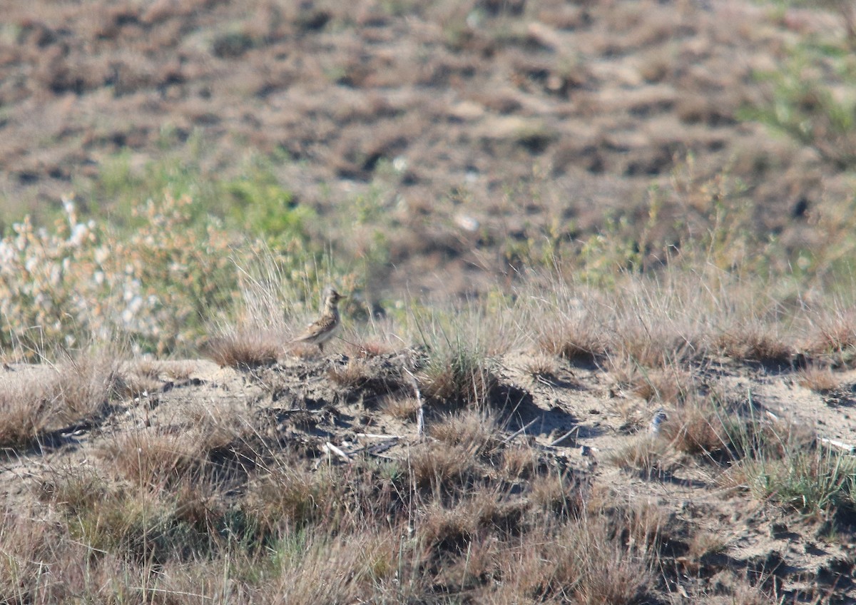 Eurasian Skylark - ML638763650