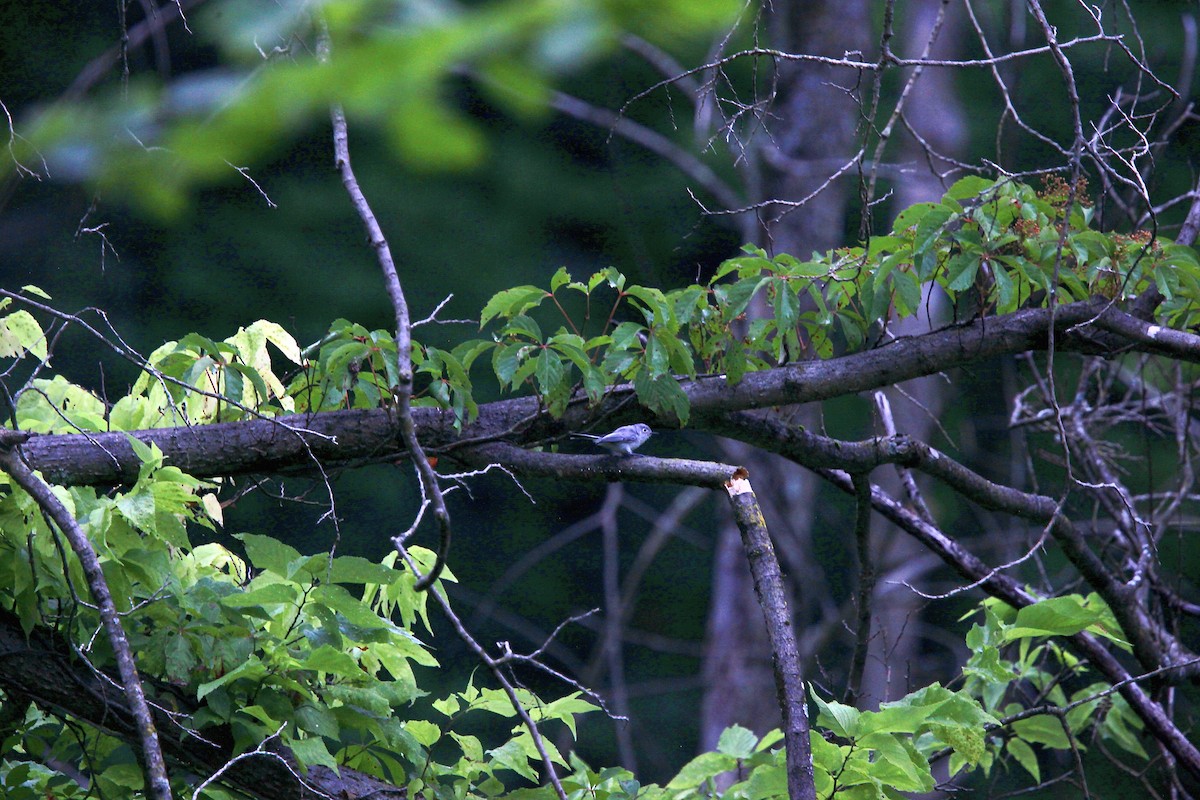 Blue-gray Gnatcatcher - ML638763659