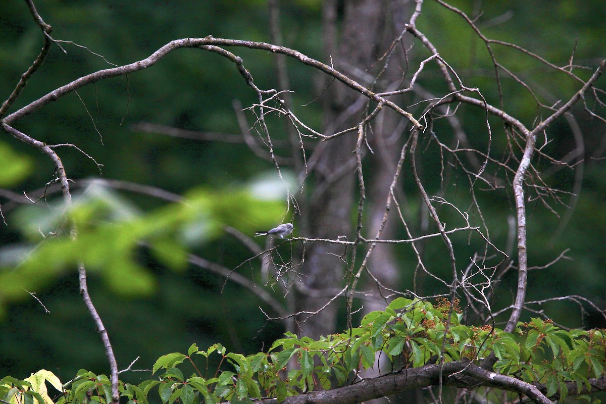 Blue-gray Gnatcatcher - ML638763661