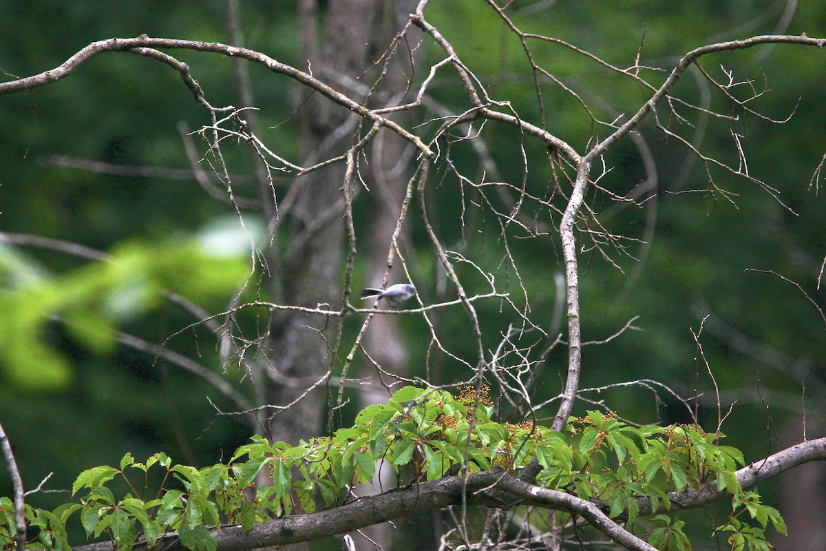 Blue-gray Gnatcatcher - ML638763666