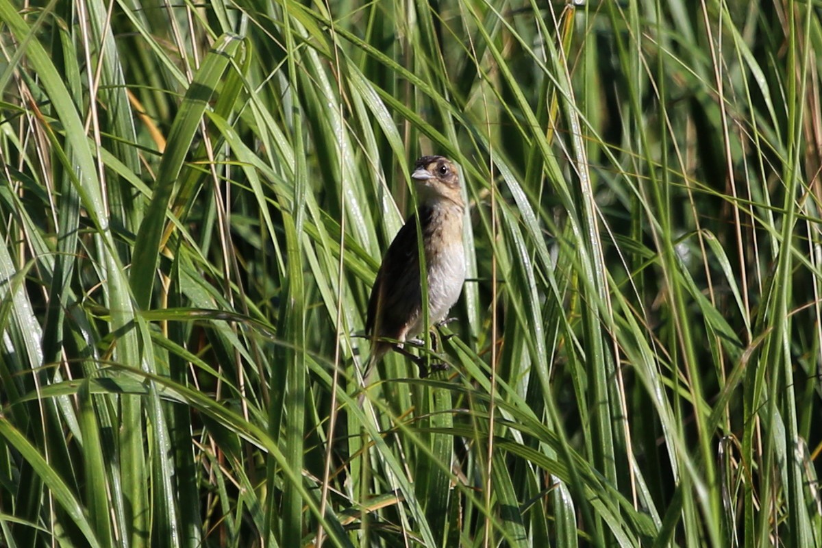 Seaside Sparrow - ML638763683
