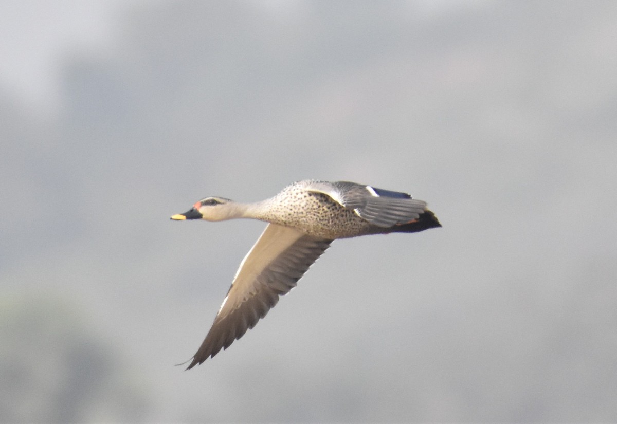 Indian Spot-billed Duck - ML638763693