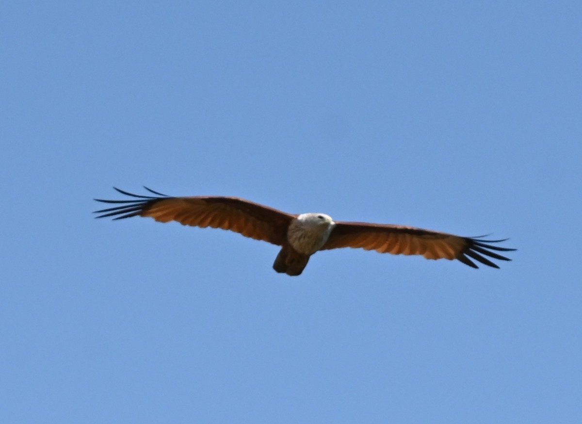 Brahminy Kite - ML638763694