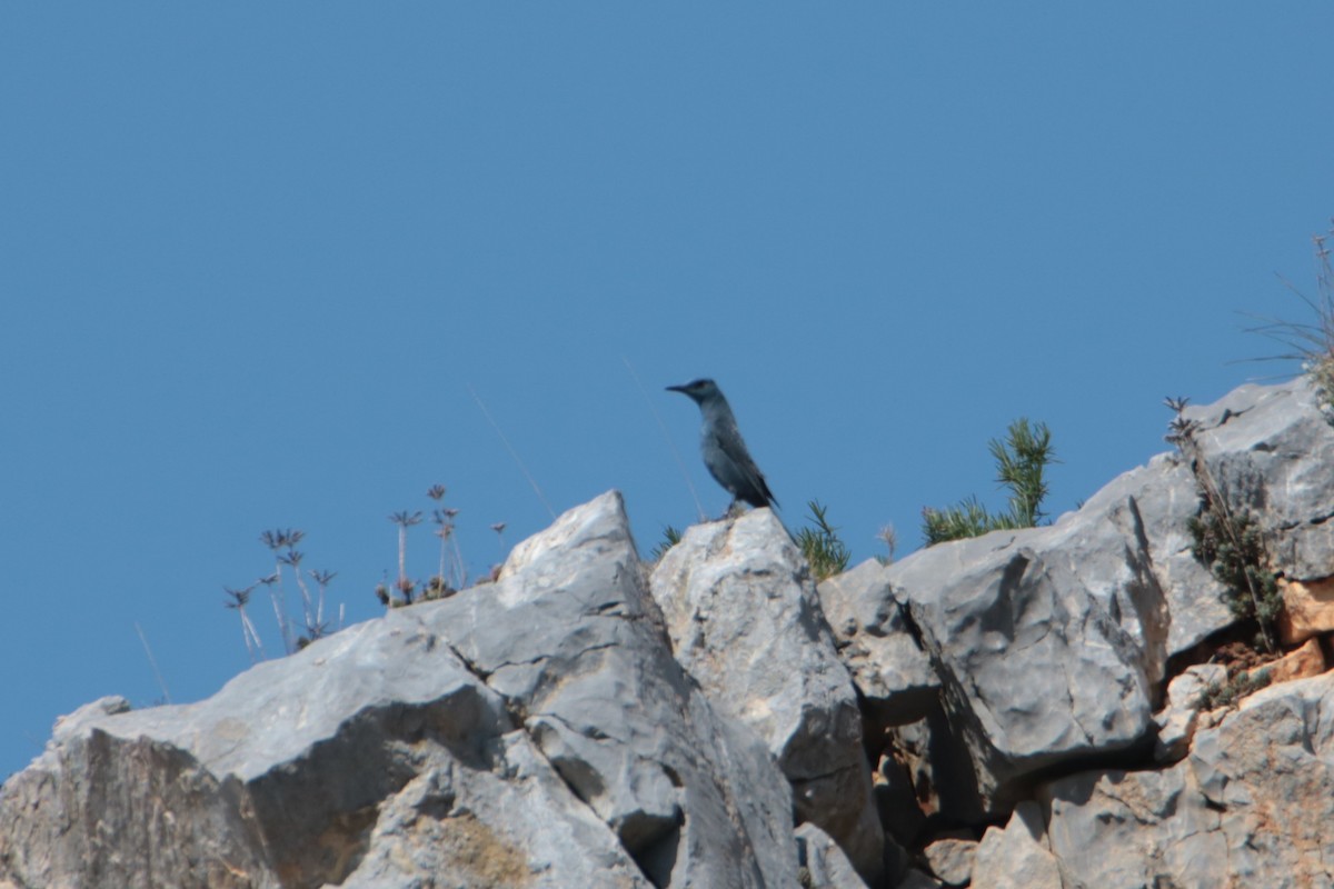 Blue Rock-Thrush - ML638763696