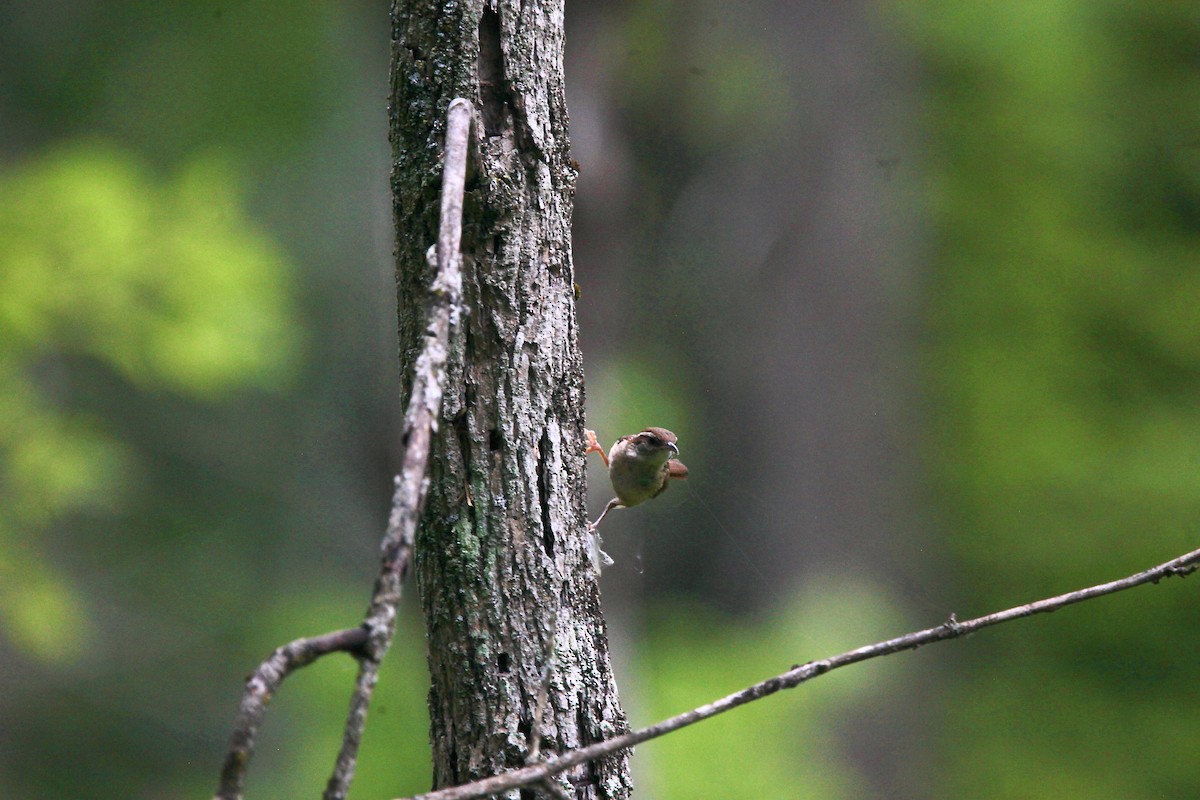 Carolina Wren - ML638763704