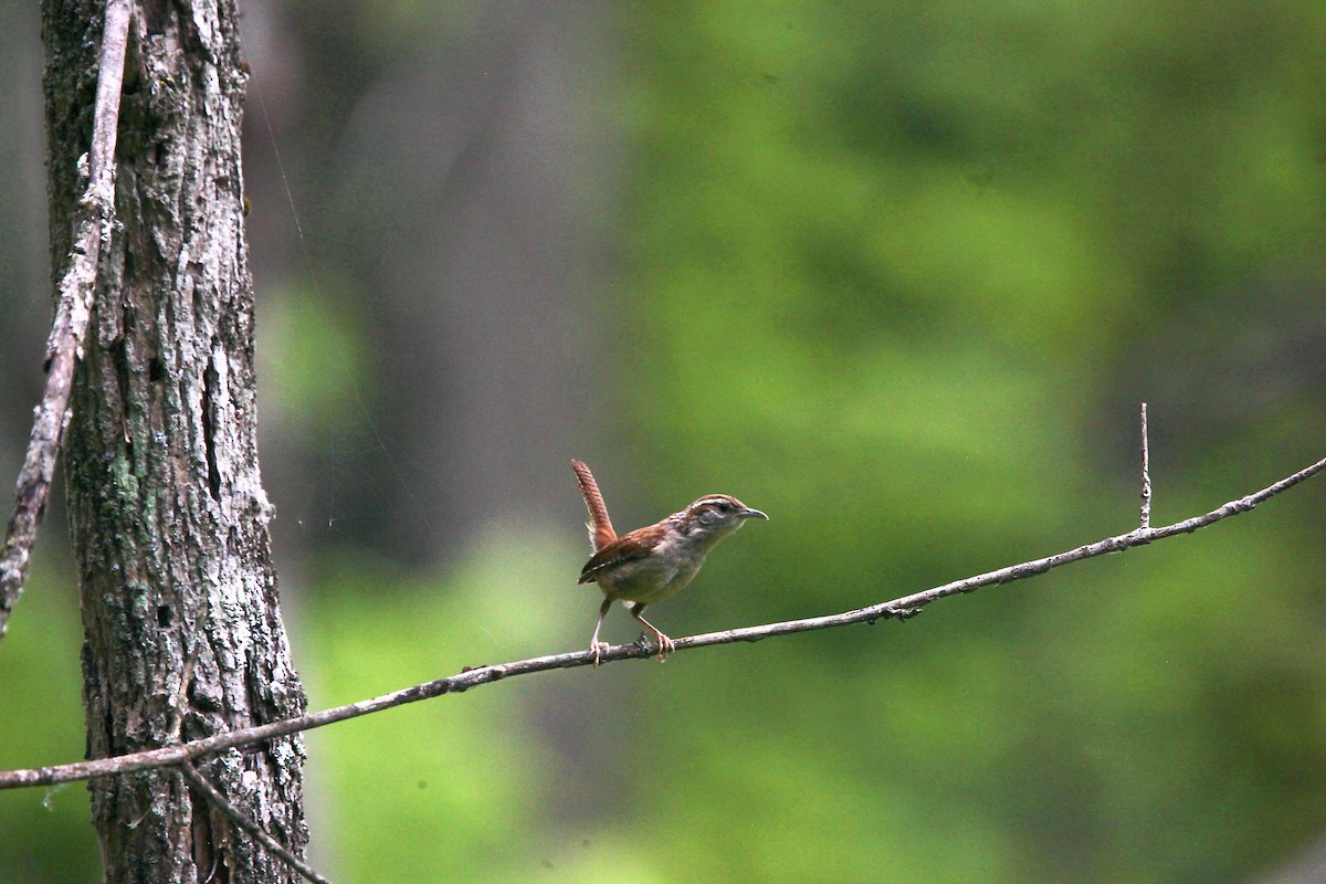 Carolina Wren - ML638763705