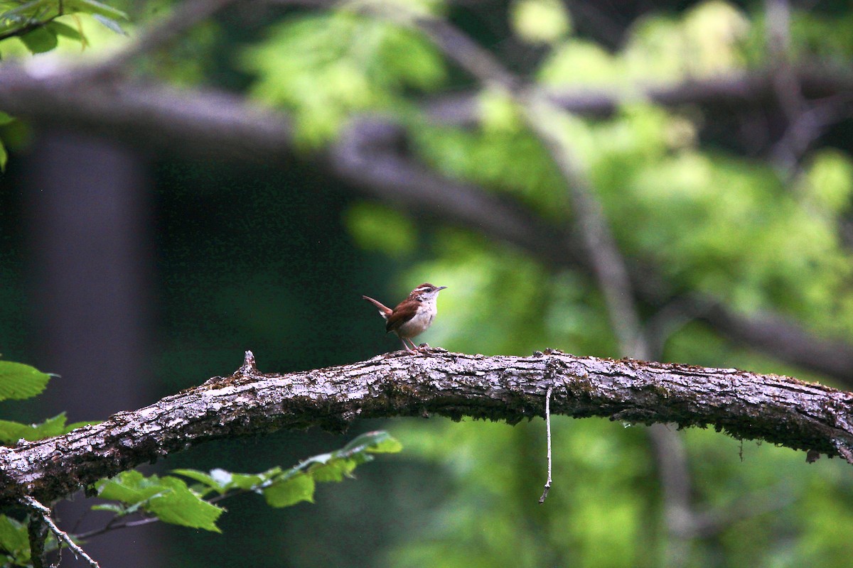 Carolina Wren - ML638763706