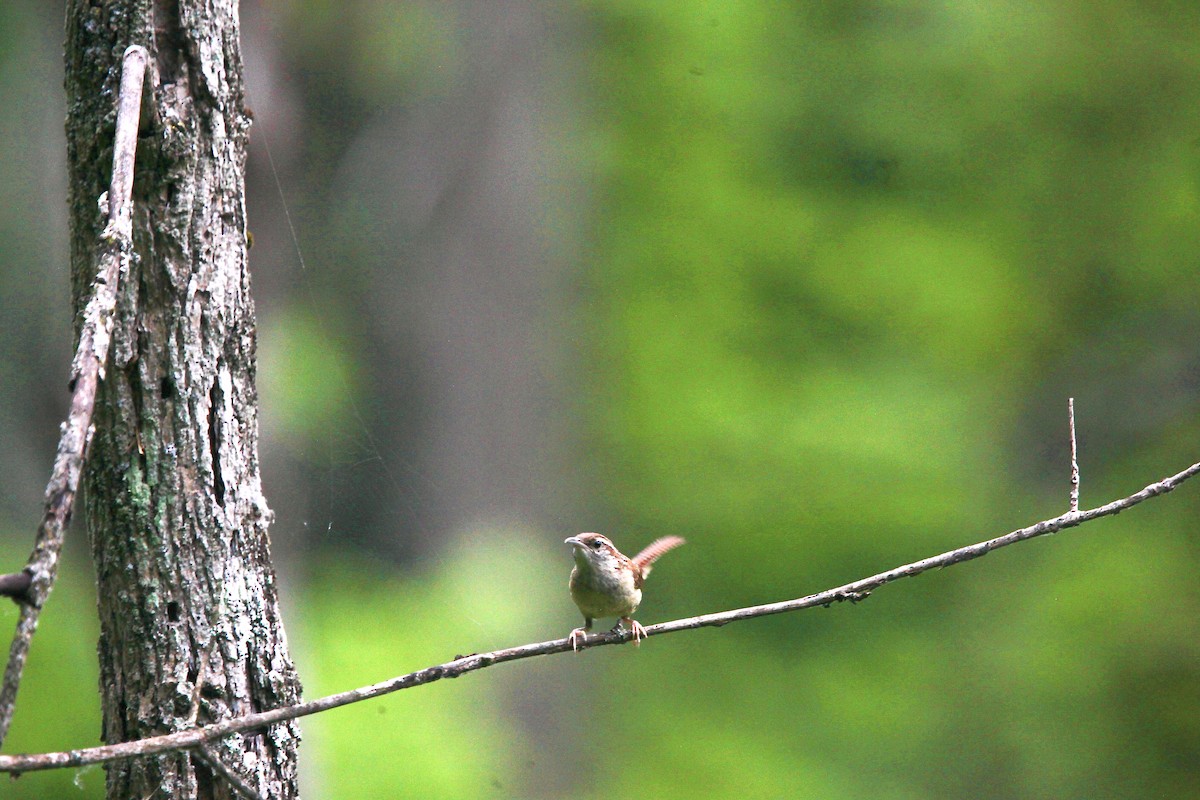 Carolina Wren - ML638763707