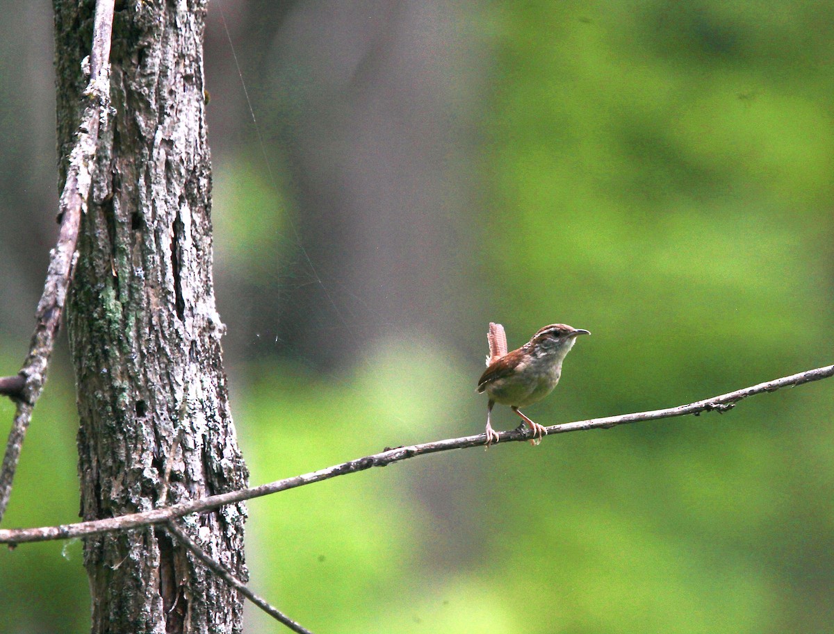 Carolina Wren - ML638763708