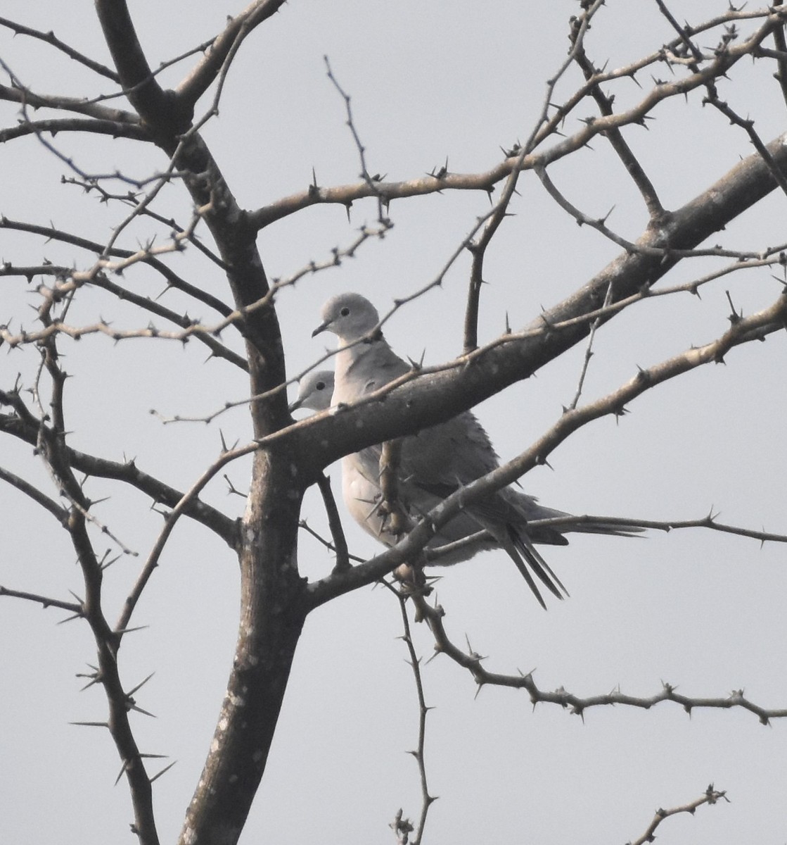 Eurasian Collared-Dove - ML638763709