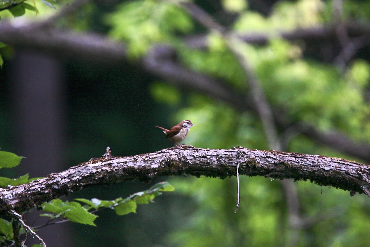 Carolina Wren - ML638763710