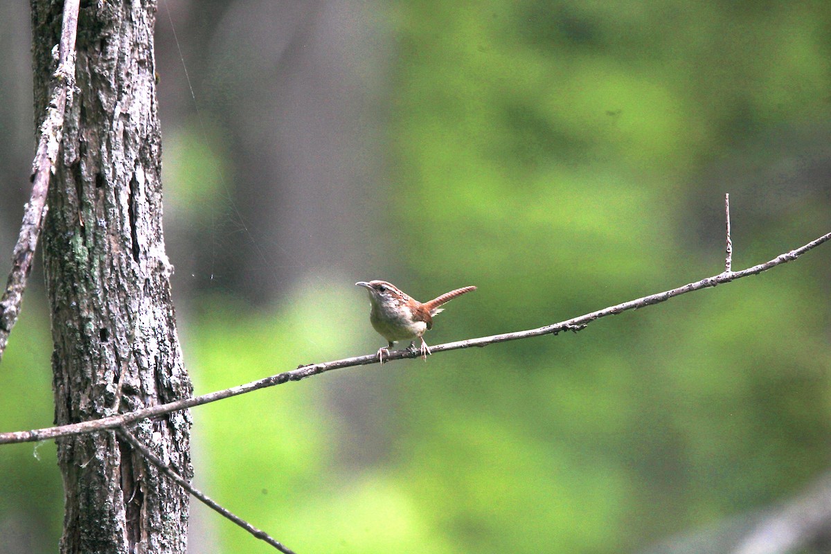 Carolina Wren - ML638763711