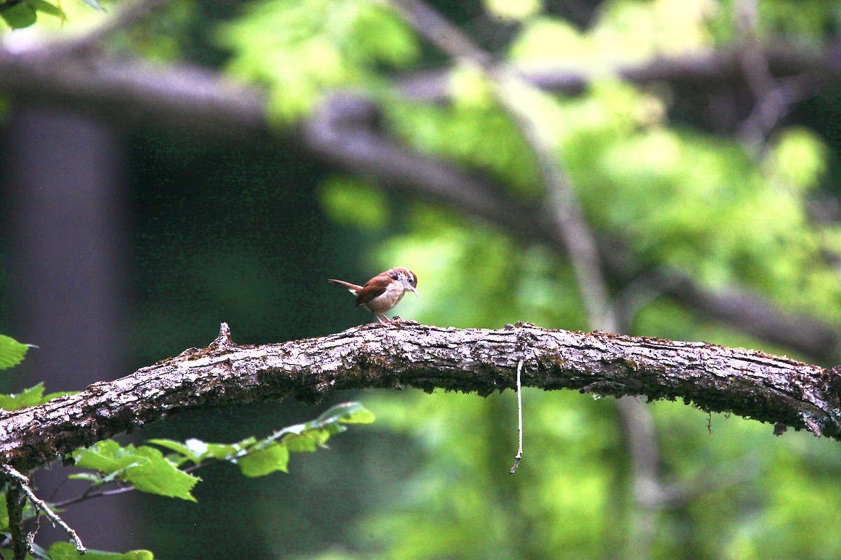Carolina Wren - ML638763712