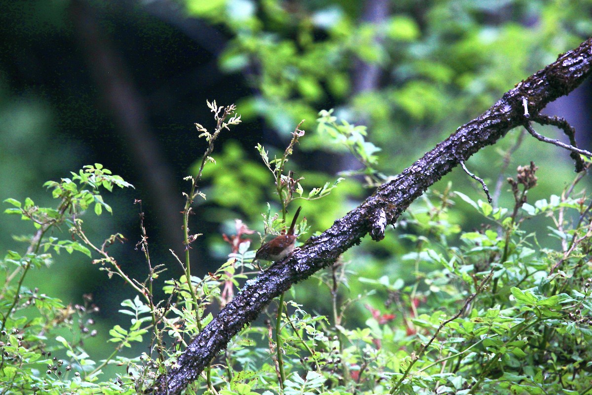 Carolina Wren - ML638763713