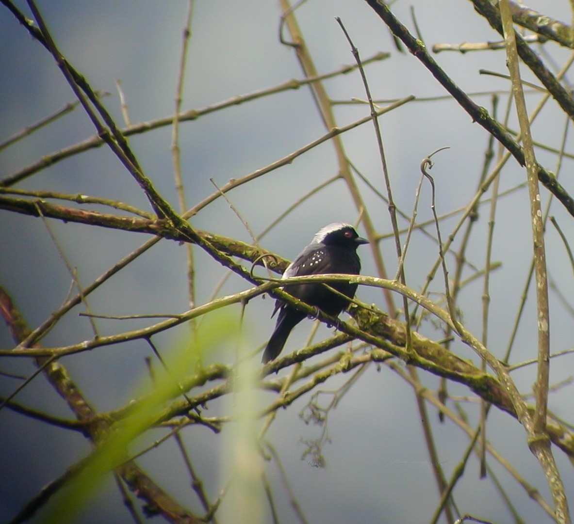Gray-headed Nigrita - ML638763716