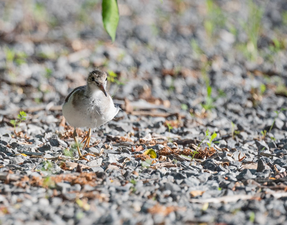 Spotted Sandpiper - ML638763728