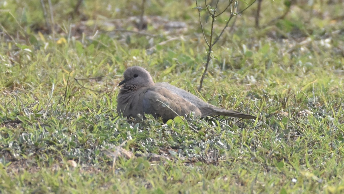 Laughing Dove - ML638763735
