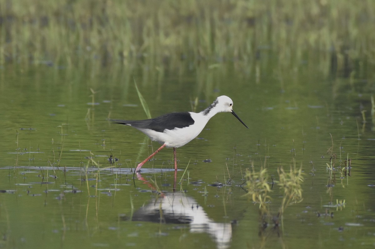 Black-winged Stilt - ML638763742