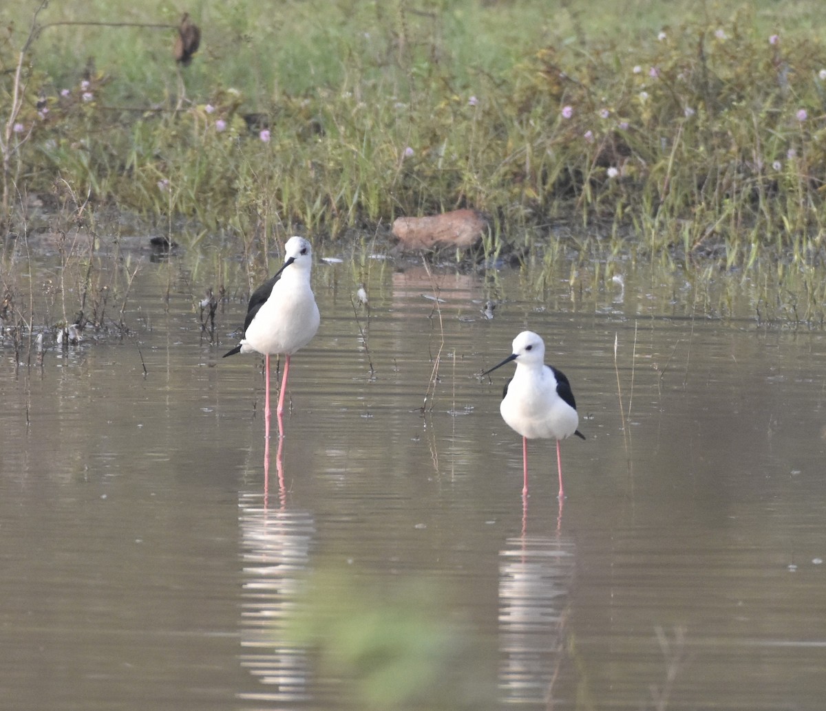 Black-winged Stilt - ML638763743