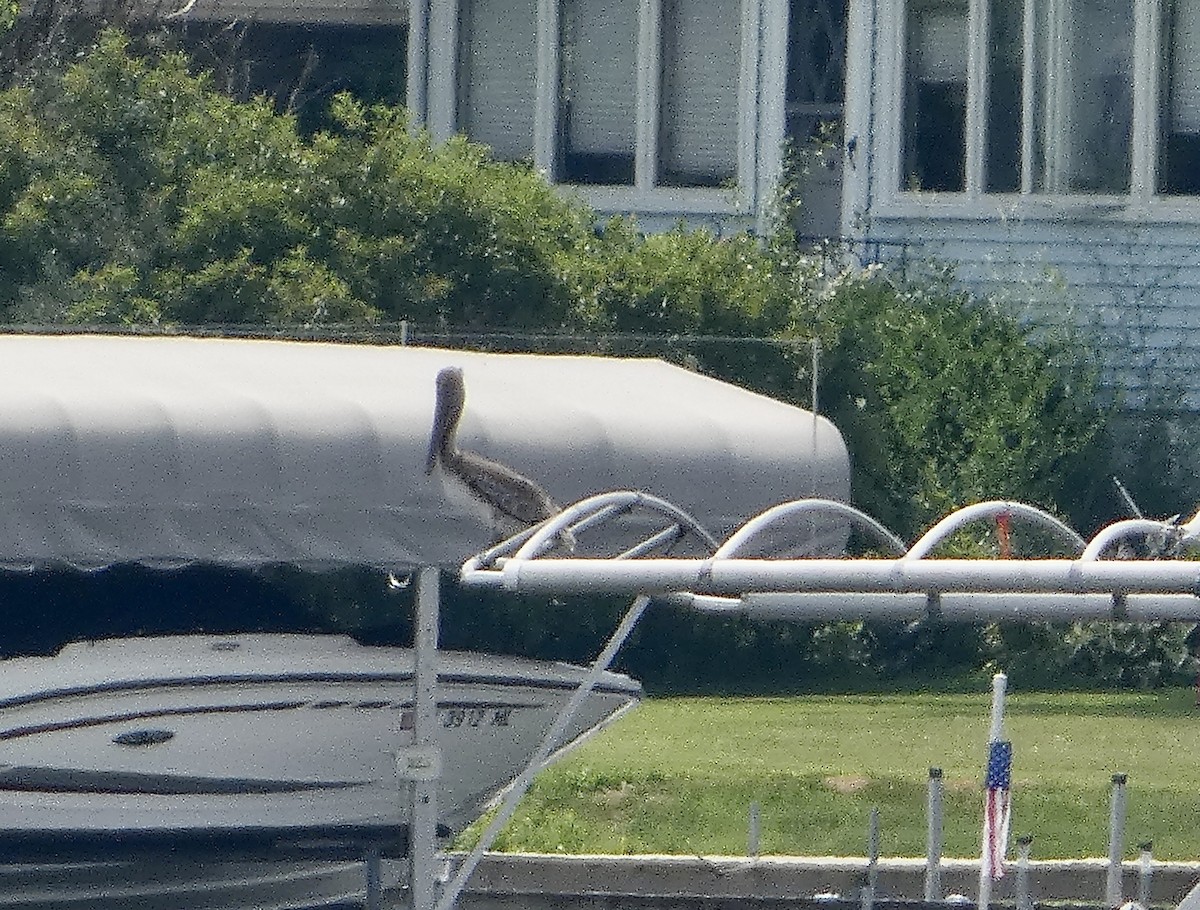 Brown Pelican - ML638763757