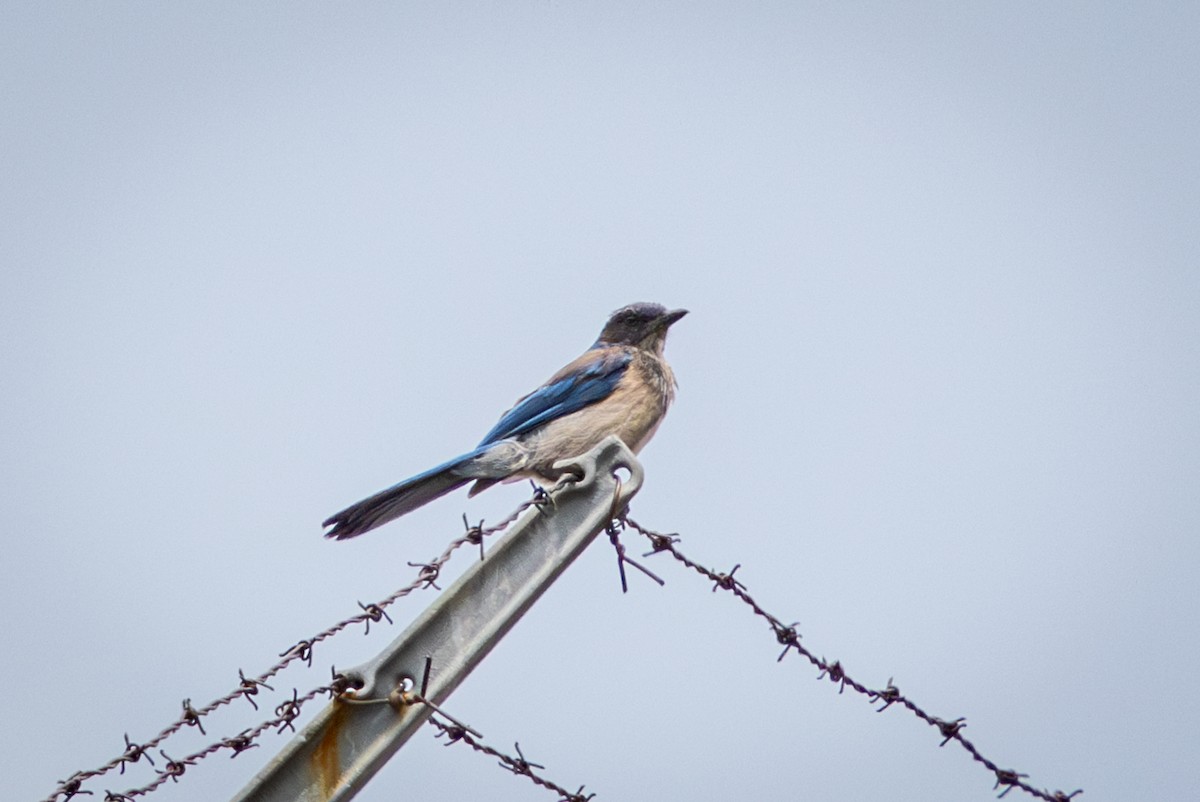 Woodhouse's Scrub-Jay - ML638763759