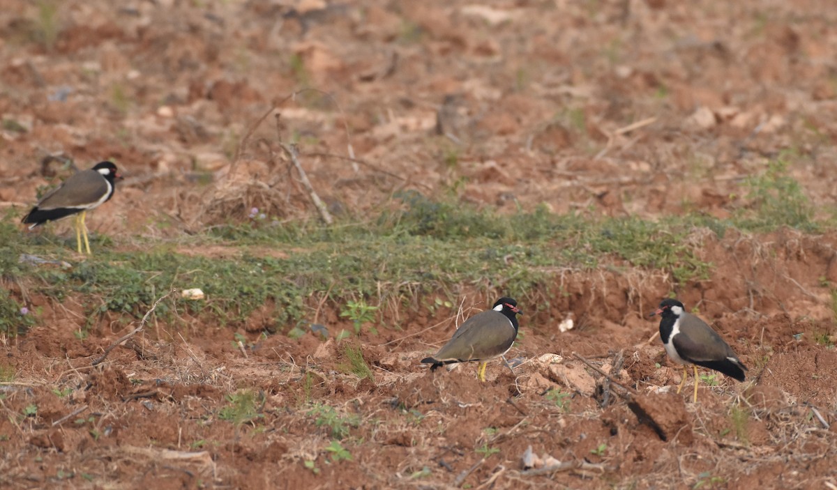 Red-wattled Lapwing - ML638763761
