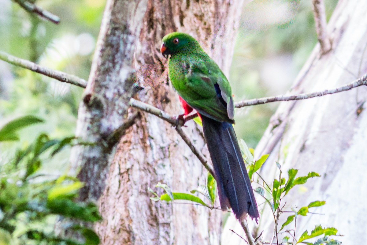 Papuan Eclectus - ML638763767