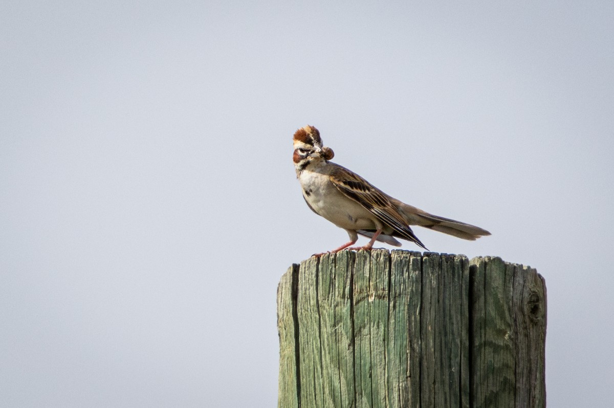 Lark Sparrow - ML638763769