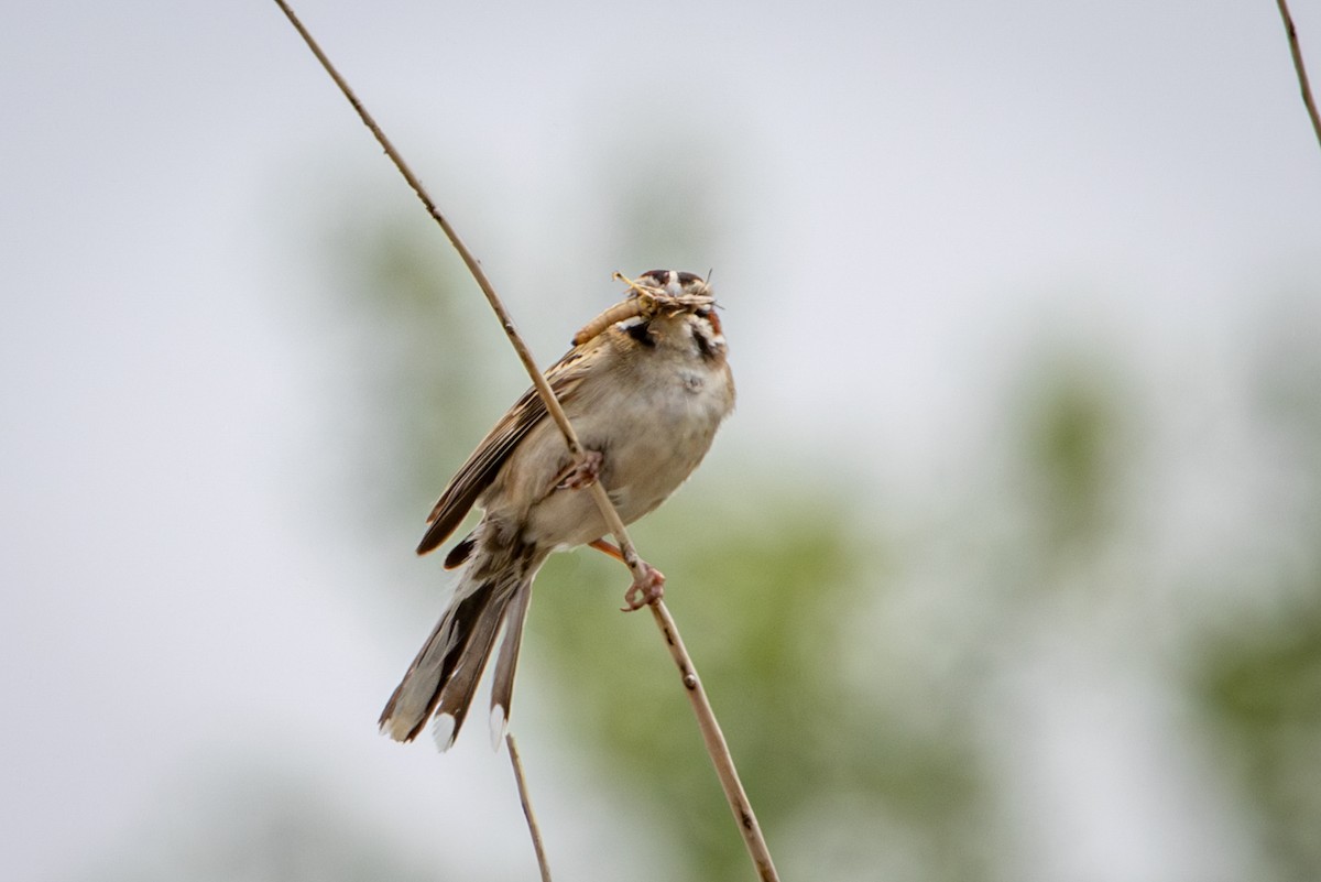 Lark Sparrow - ML638763770