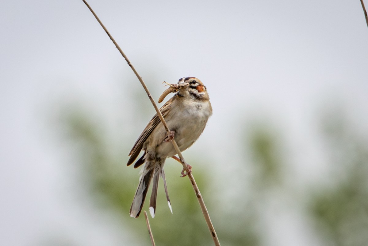 Lark Sparrow - ML638763771