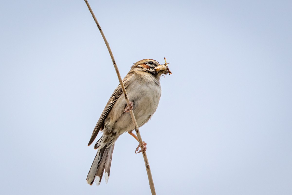 Lark Sparrow - ML638763773