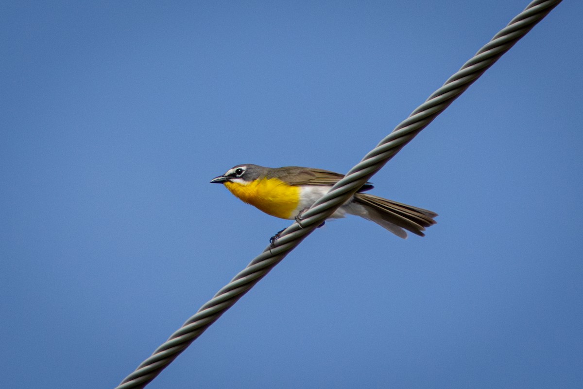 Yellow-breasted Chat - ML638763781