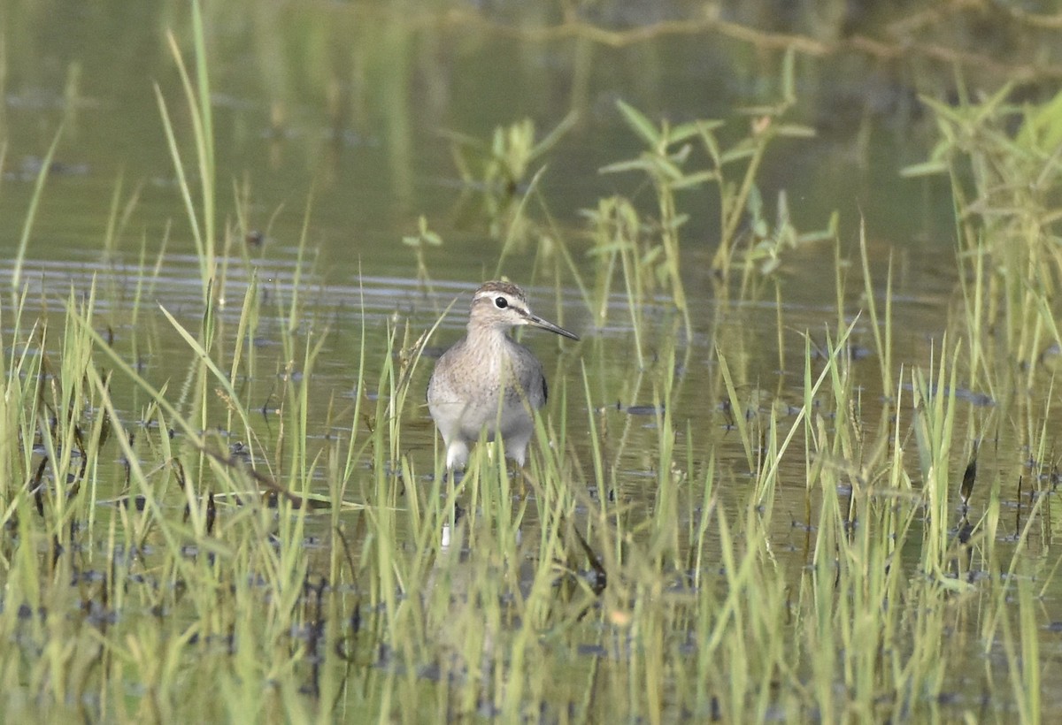 Wood Sandpiper - ML638763782