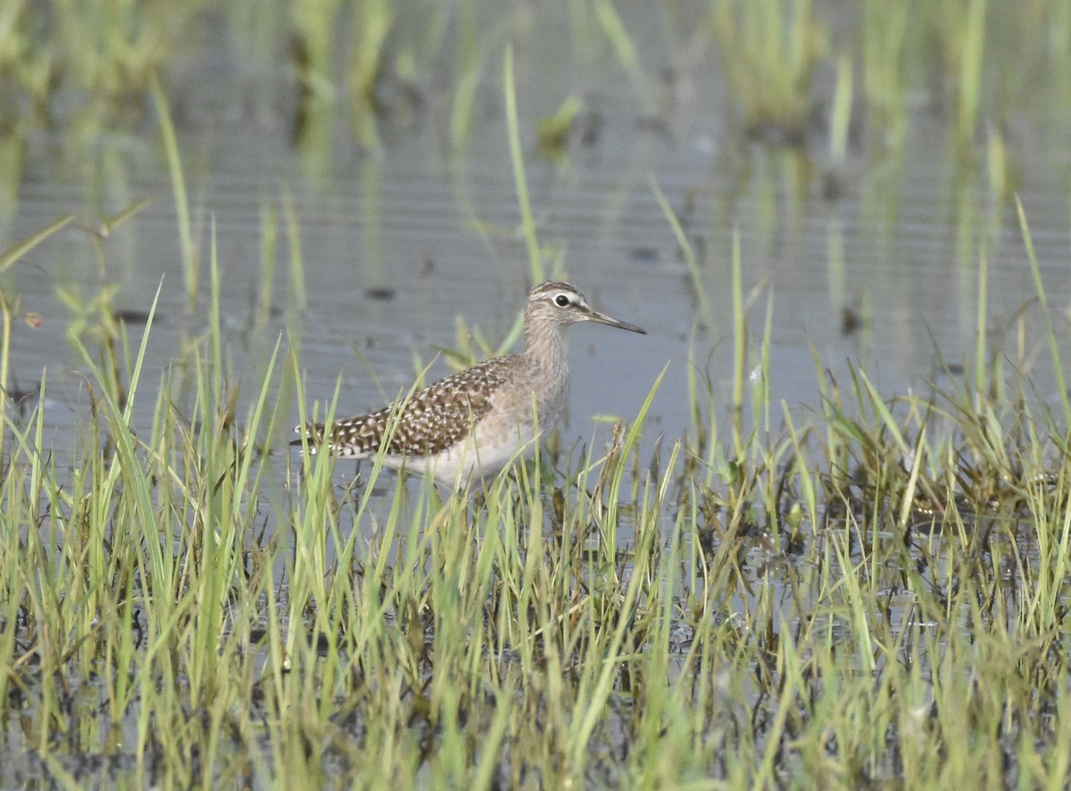 Wood Sandpiper - ML638763783