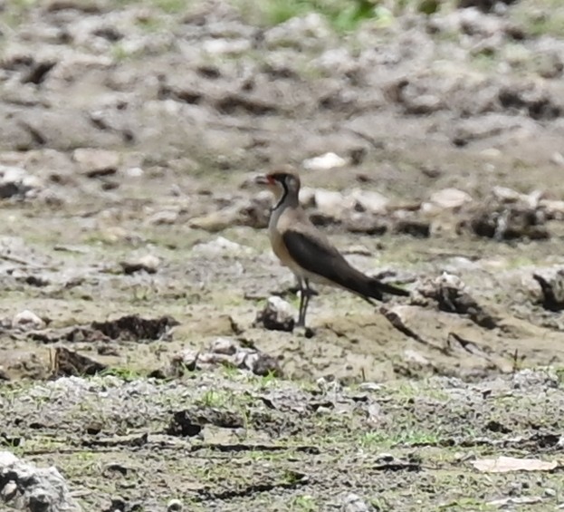 Oriental Pratincole - ML638763785