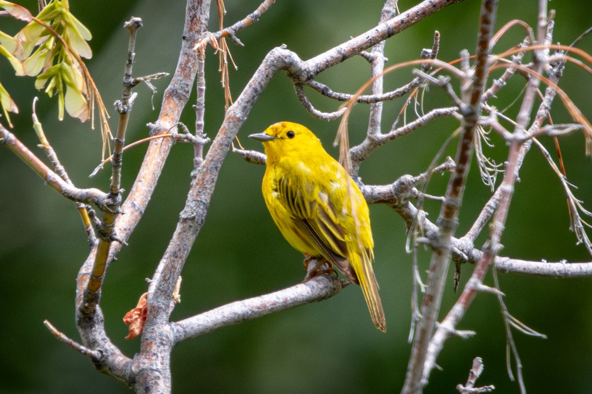 Yellow Warbler - ML638763787