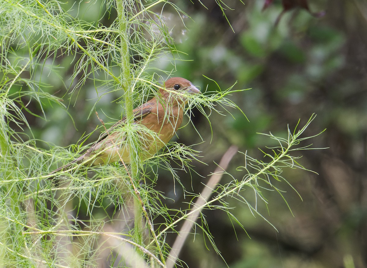 Blue Grosbeak - ML638763789