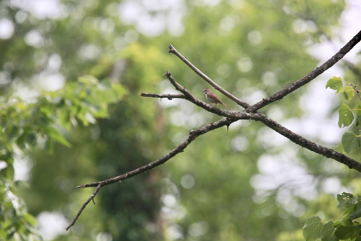 Song Sparrow - ML638763792