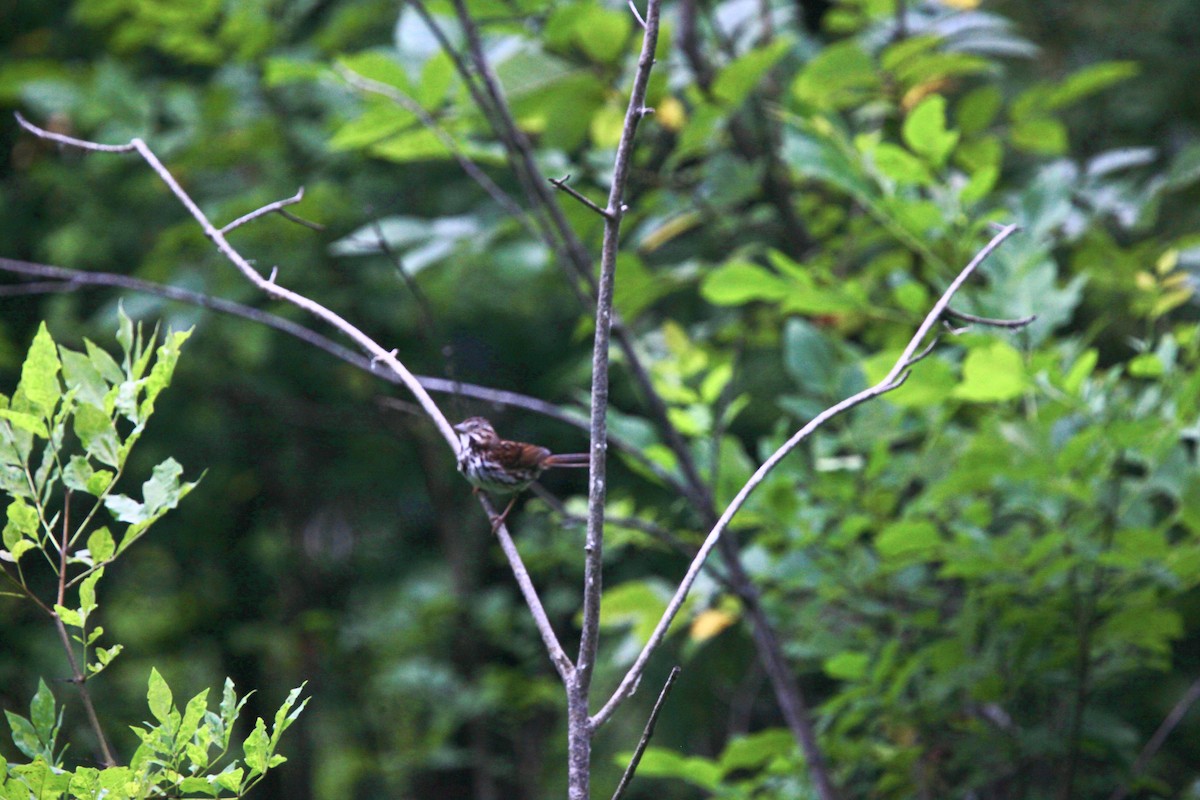 Song Sparrow - ML638763793