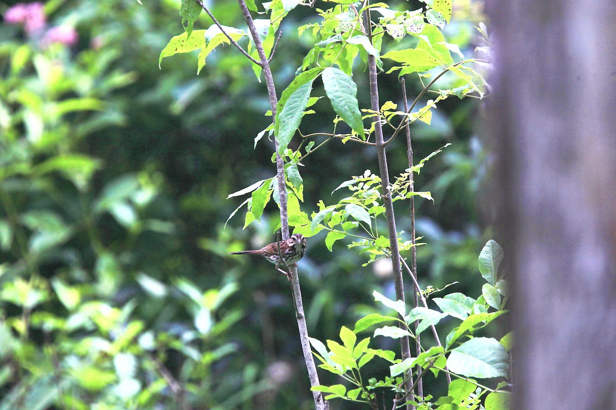 Song Sparrow - ML638763794