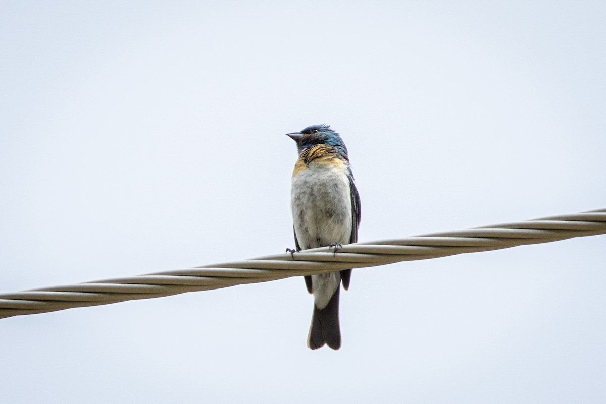Lazuli Bunting - ML638763799